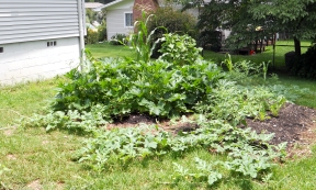 Lush Organic Backyard Garden
