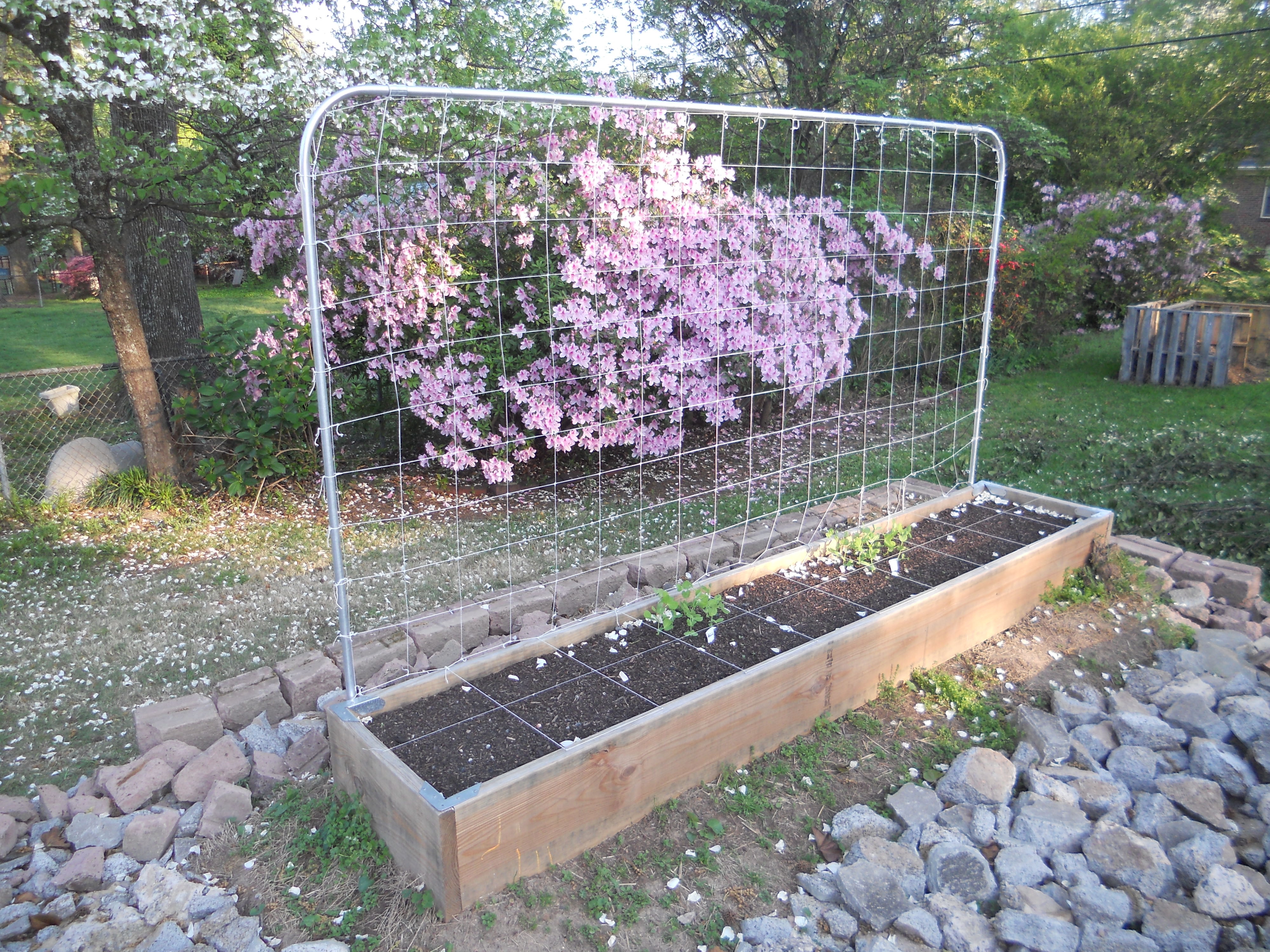 RaisedBed Garden with Conduit Trellis Andrew Seltz The GoTo Guy!