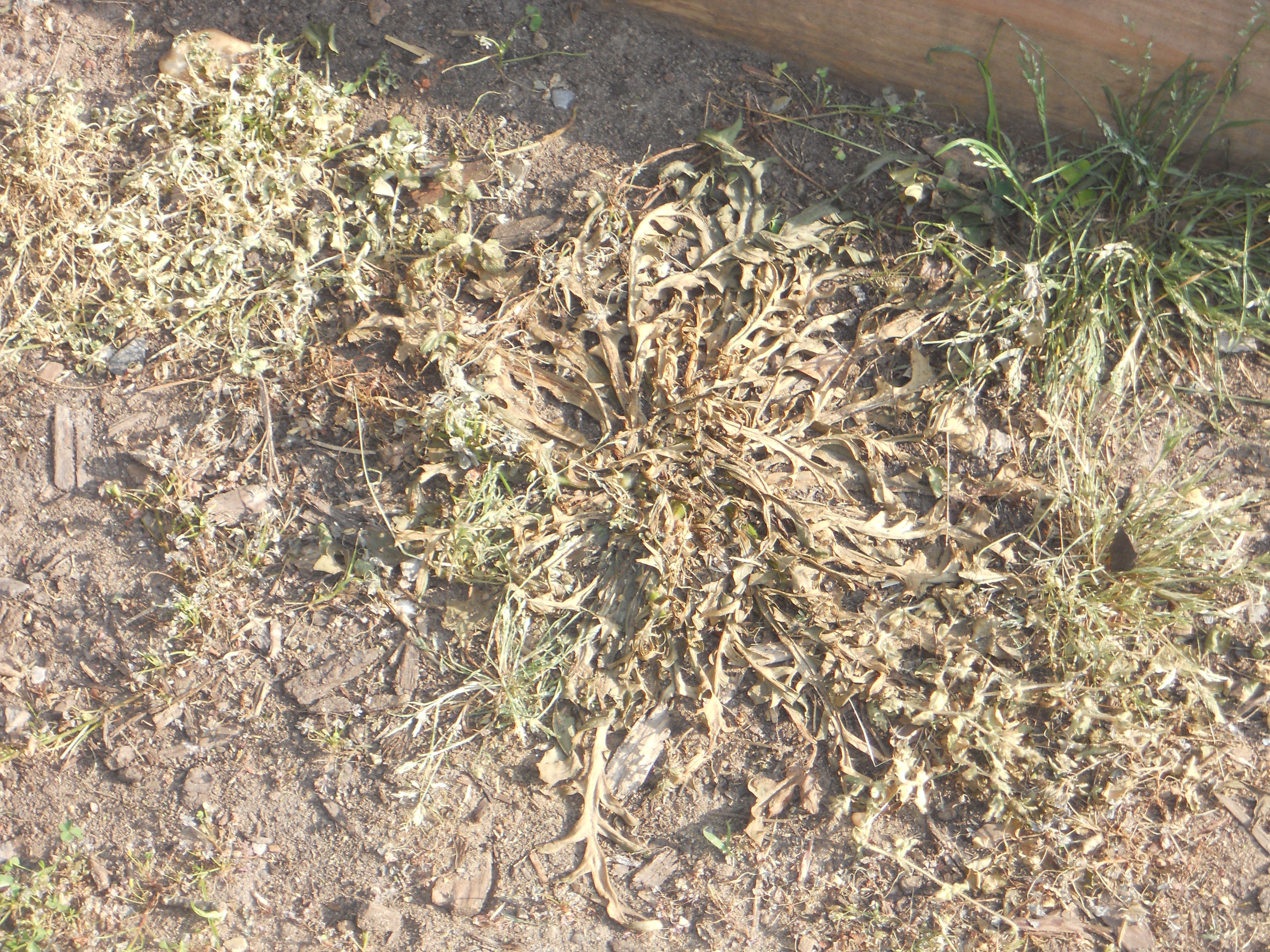 Garden Path Weed AFTER APPLYING WHITE VINEGAR Andrew Seltz The Go