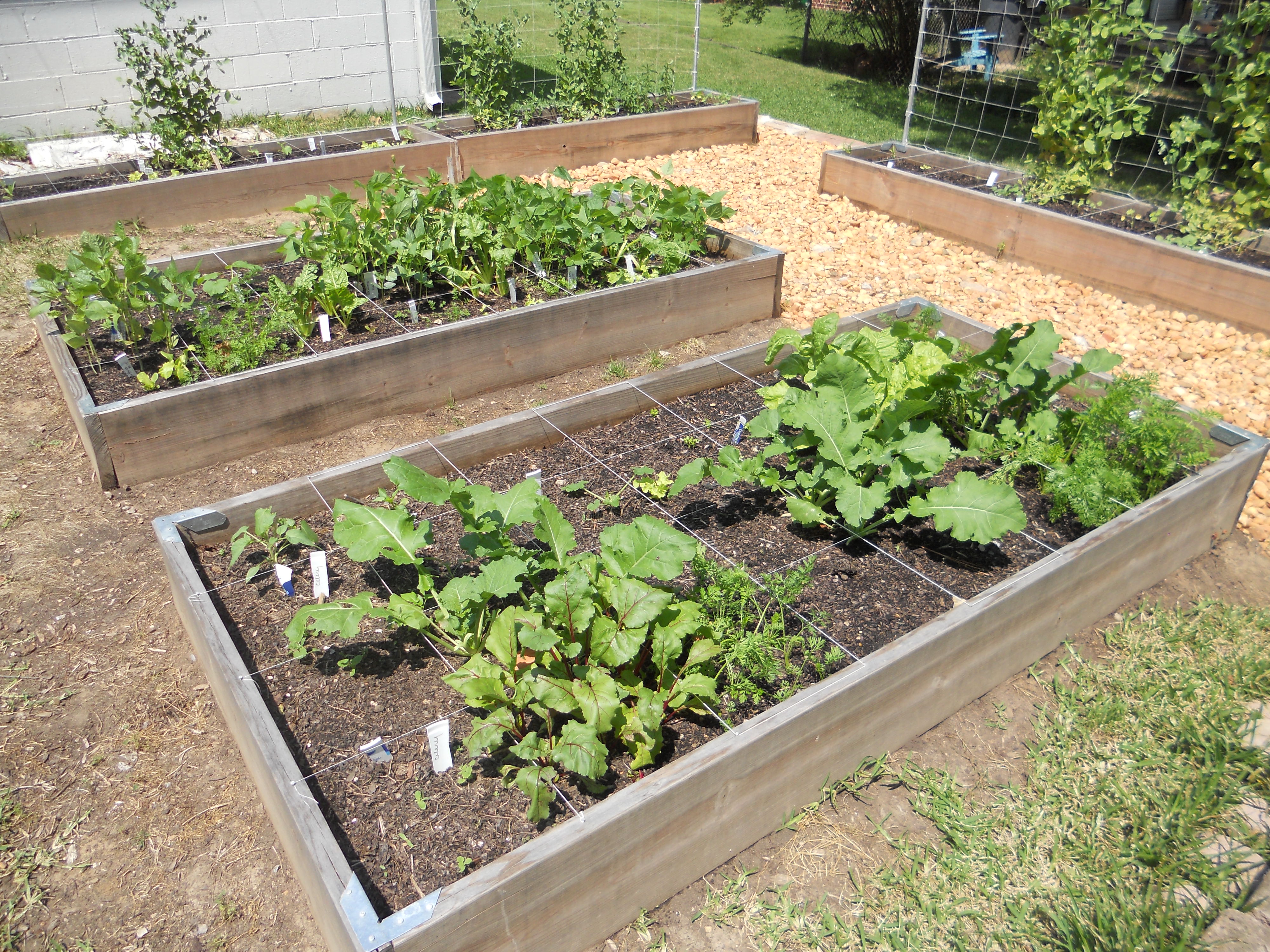 Organic RaisedBed Garden May 2012 Andrew Seltz The GoTo Guy!