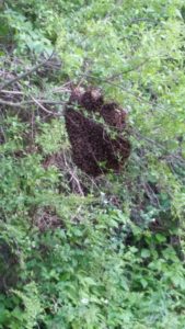 2016 Honey Bee Swarm
