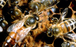 CSIRO_ScienceImage_80_A_Queen_Bee